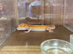 -酷以爬仙阁实体爬宠店·守宫·蜥蜴·专业繁育