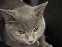 -纳吉亚猫专科动物诊疗中心(蒋宅口分院)