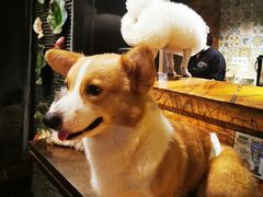 -more than meow吴止猫主题餐厅(承德 中船汇店)