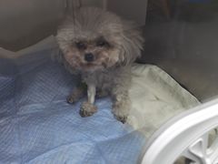 -爱侣宠医·鹦鹉专科·小型哺乳类·异宠专科(灵石路店)