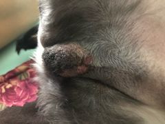 -纳吉亚猫专科动物医院博雅分院