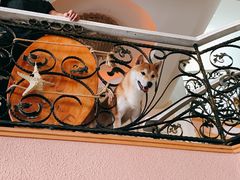 -喜柴咖啡·柴犬狗咖