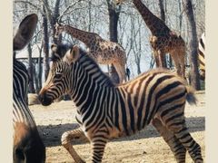 -大连森林动物园