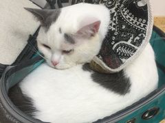 -伟伟宠物医院·瑞派猫友好医院·猫科(光谷店)
