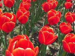 -昆山城市生态森林公园