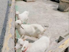 -前小桔亲子创意农场·草莓采摘·露营烧烤