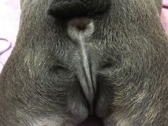 -瑞鹏宠物医院·骨科·猫科·内科(第一中心)