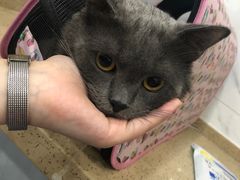 -伟伟宠物医院·CT影像中心·瑞派犬猫综合性门诊(汉口总院)