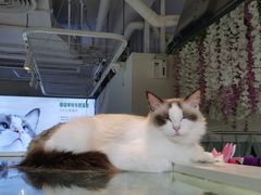 -喵喵咪呀布偶猫咖(春熙路店)