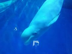 -芜湖新华联大白鲸海洋公园