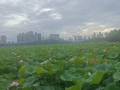 -月湖风景区