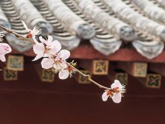 -桃花堤公园