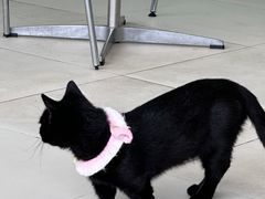 -怪兽屋·羊驼·猫咖·狗咖(俊华广场店)