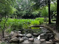 -陈家山荷花公园