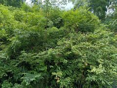 -藏龙百瀑风景区