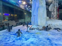 -芜湖新华联大白鲸海洋公园