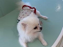 -怪兽屋·羊驼·猫咖·狗咖(俊华广场店)