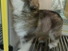 -观音桥步行街