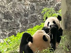 -都江堰中华大熊猫苑