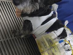 -柏萃动物医院·骨科·牙科
