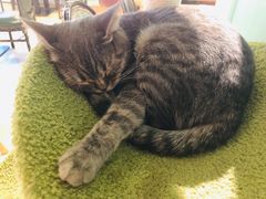 -猫小院猫主题餐厅(三里屯店)
