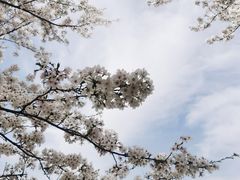 -上海辰山植物园