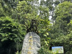 -普洱太阳河森林公园