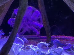 -香港海洋公园