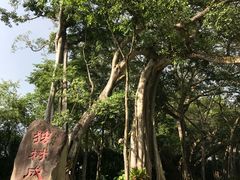 -瑞丽独树成林风景区