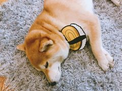 -柴务处·柴犬主题狗咖