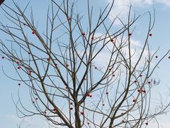 -小鲜肉延边朝鲜族烤串(珠海店)
