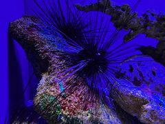 -上海海洋水族馆