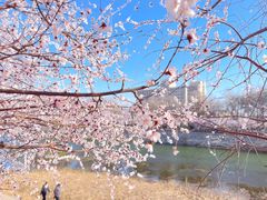 -桃花堤公园