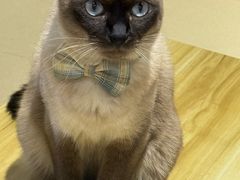 -藏猫猫咖啡主题馆(中央大道店)