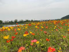 -径山花海