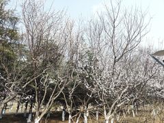 -大兴滨河森林公园