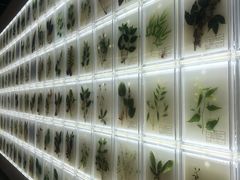 -广东中医药博物馆