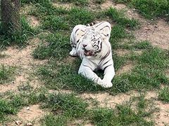 -西霞口神雕山野生动物世界
