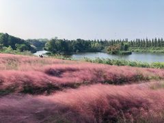 -杭州湾海上花田景区