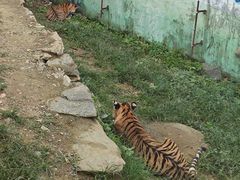 -栾川竹海野生动物园