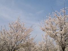 -古柏渡飞黄旅游区