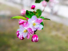 -海棠花溪(元大都城垣遗址公园)