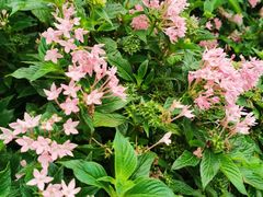 -深圳国际园林花卉博览园