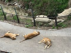 -大连森林动物园