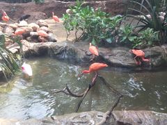 -新加坡飞禽公园