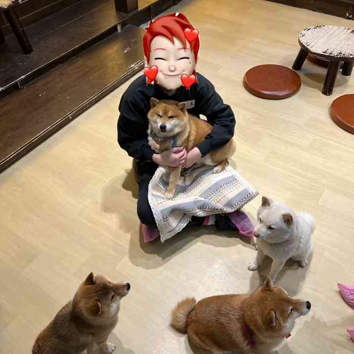 豆柴院子柴犬主题咖啡馆(三里屯旗舰店"今天和同学来三里屯玩,顺便