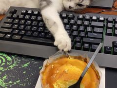 -翊宠yipet猫狗购宠庄园犬舍•猫舍