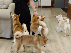 -豆柴町-柴犬主题狗咖(红鼎国际C座店)
