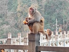 -黔灵山公园