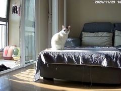 -伟伟宠物医院·瑞派猫友好医院·猫科(光谷店)